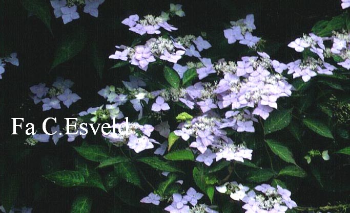 Hydrangea serrata 'Sapphirine'