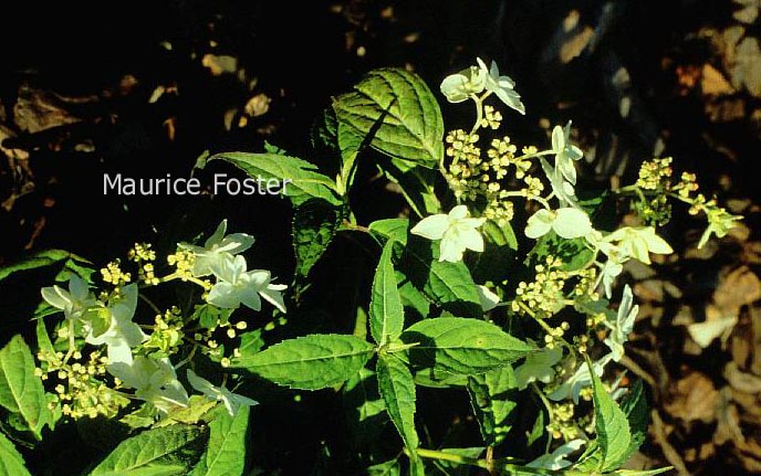 Hydrangea serrata 'Shira-kuzu'
