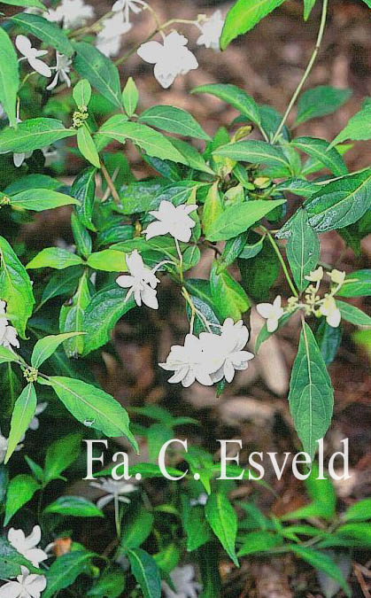 Hydrangea serrata 'Shiro-fuji'