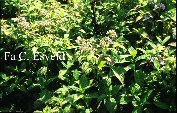 Hydrangea serrata 'Wilsonii'