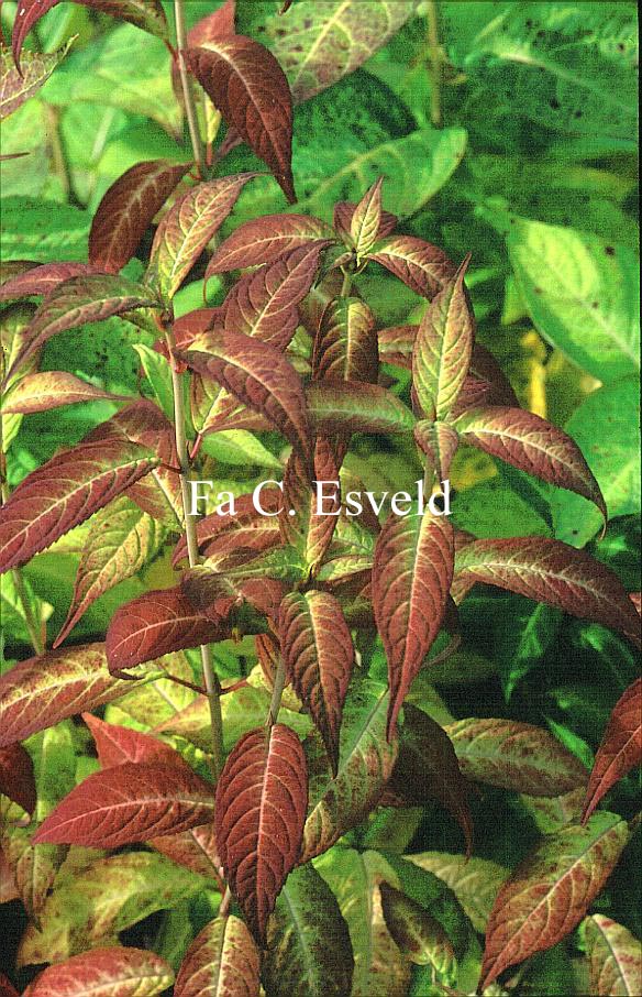 Hydrangea serrata var. angustata