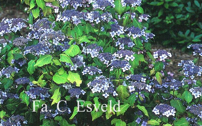 Hydrangea serrata yesoensis