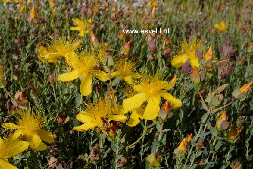 Hypericum olympicum