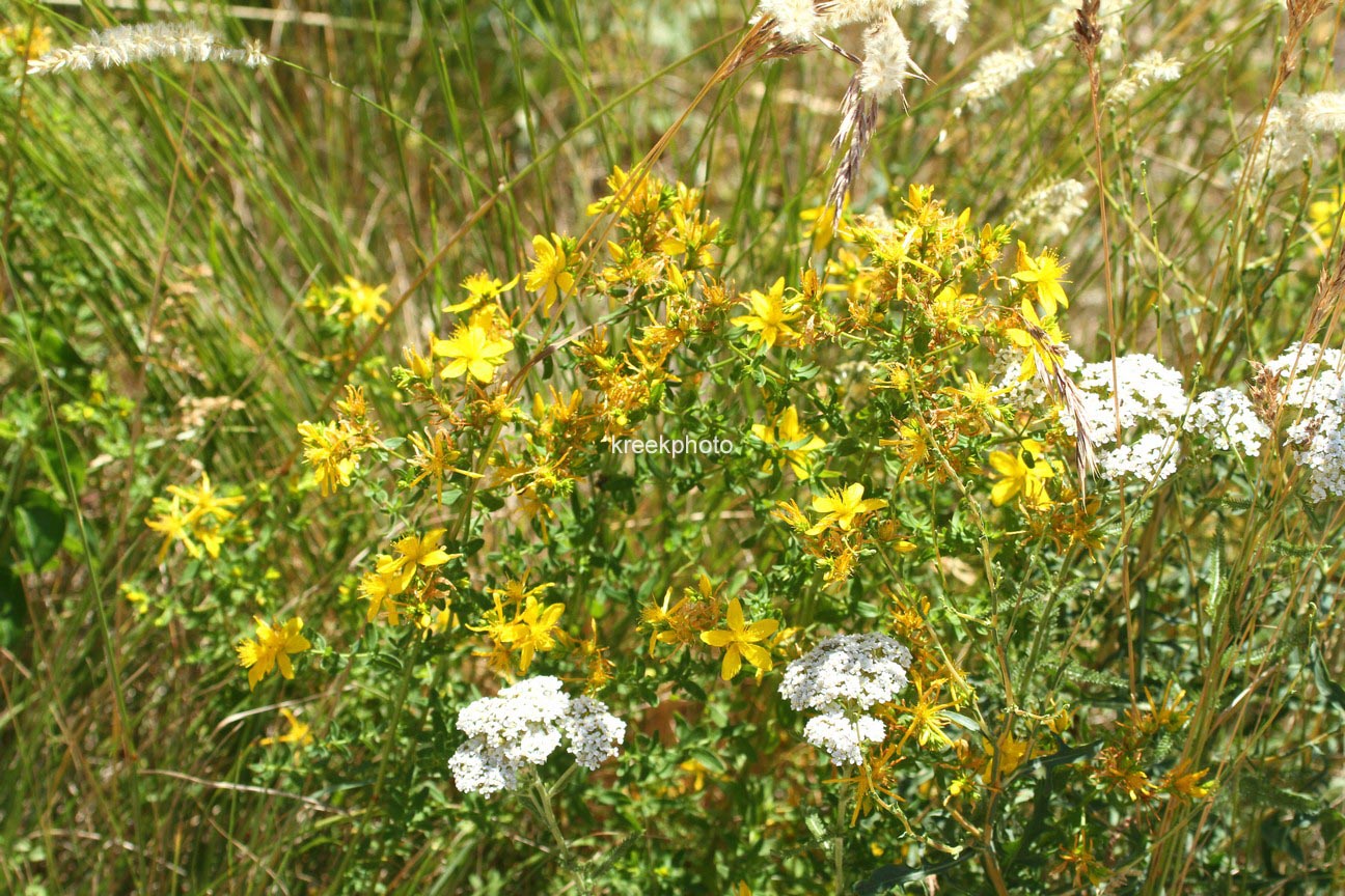 Hypericum perforatum
