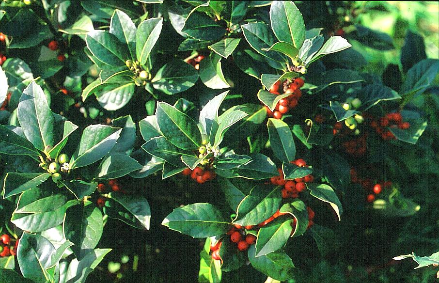 Ilex 'Clusterberry'