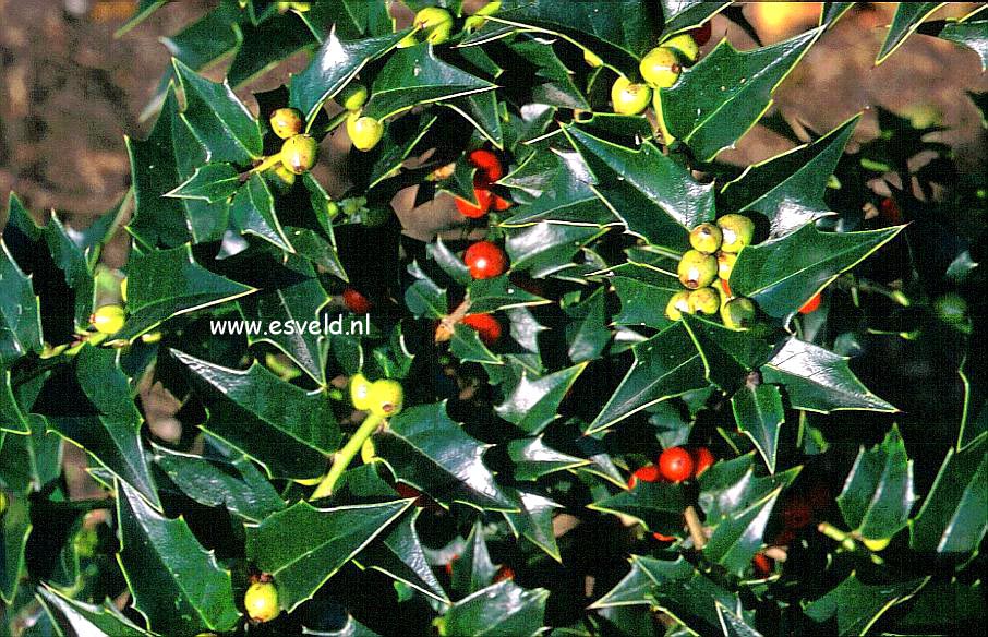 Ilex 'Dr. Hu'