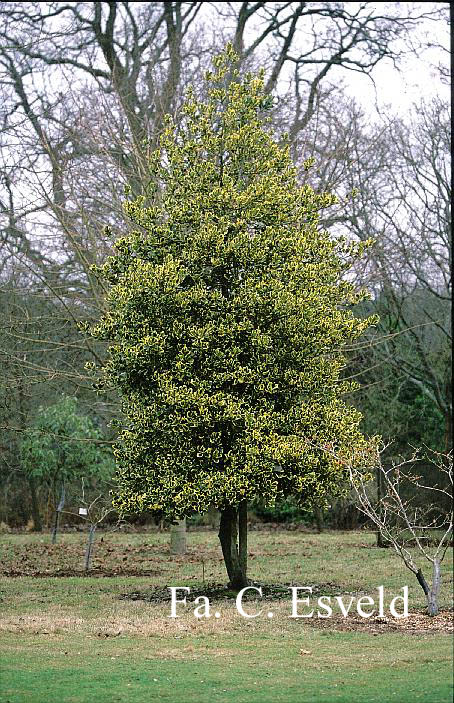 Ilex altaclerensis 'Golden King'