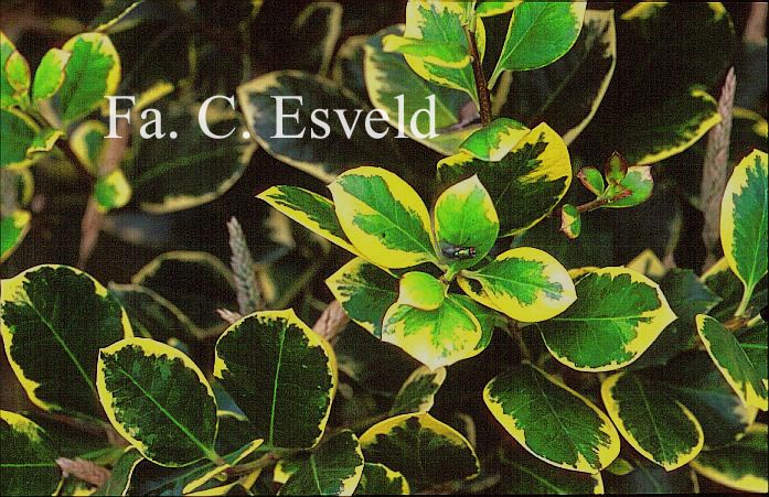 Ilex altaclerensis 'Howick'