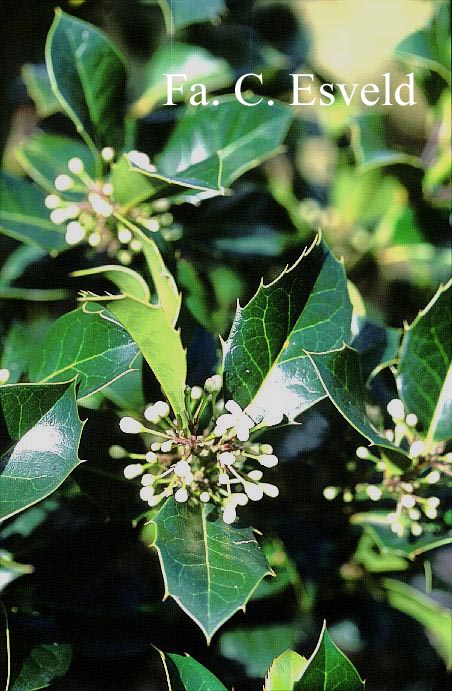Ilex altaclerensis 'Wilsonii'