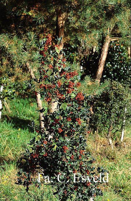Ilex aquifolium 'Berlicum Beauty'