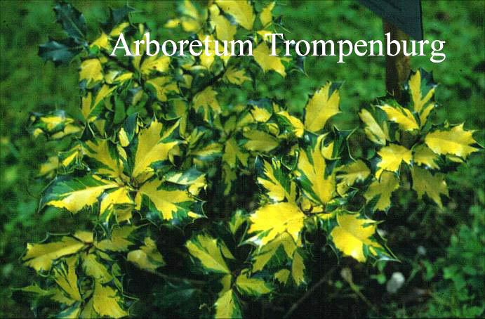 Ilex aquifolium 'Golden Milkboy'