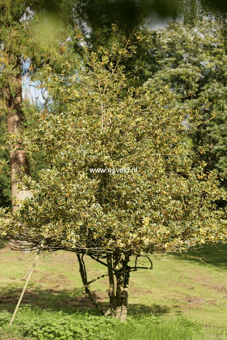 Ilex aquifolium 'Golden van Tol'