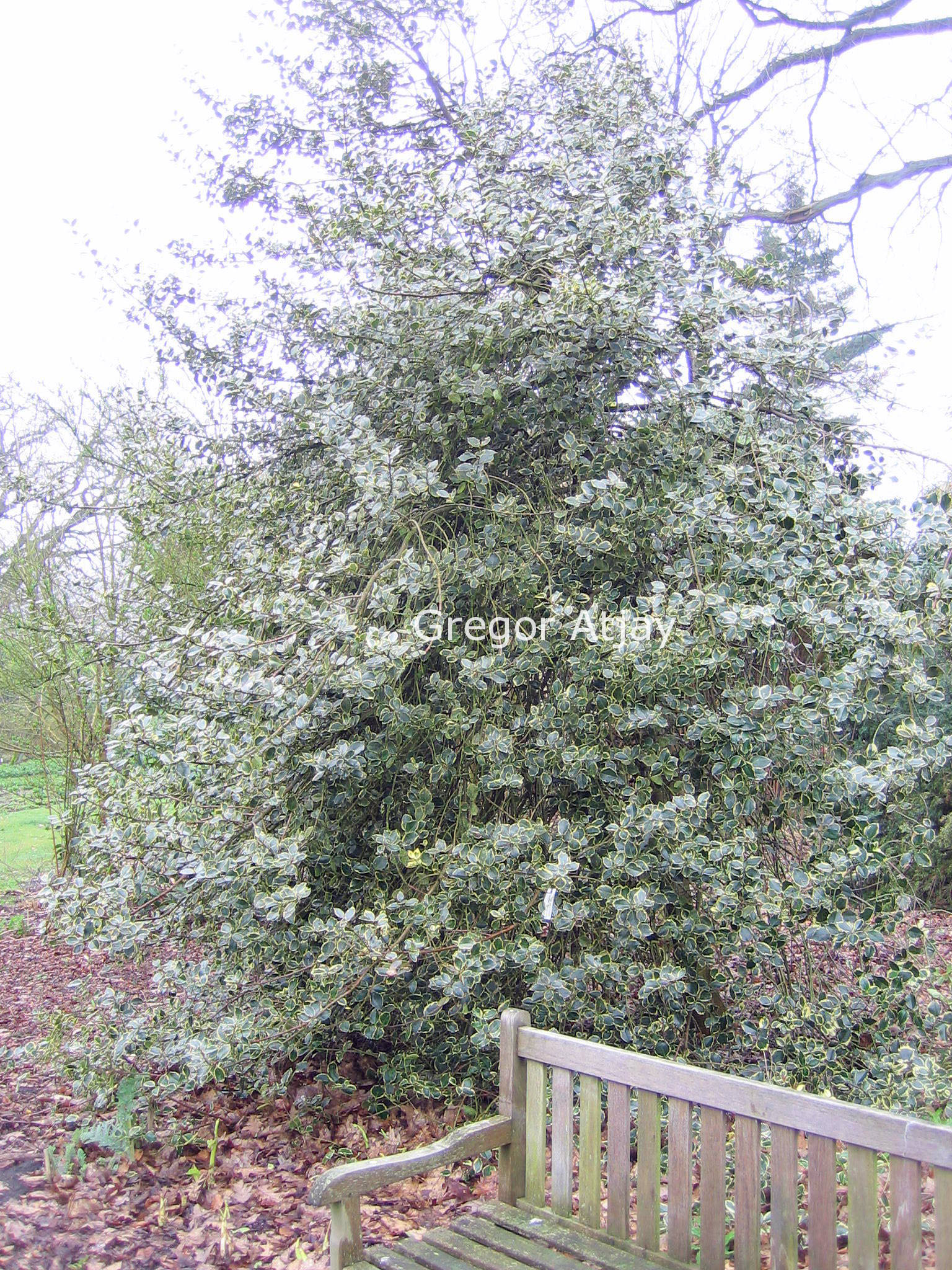 Ilex aquifolium 'Ovata'