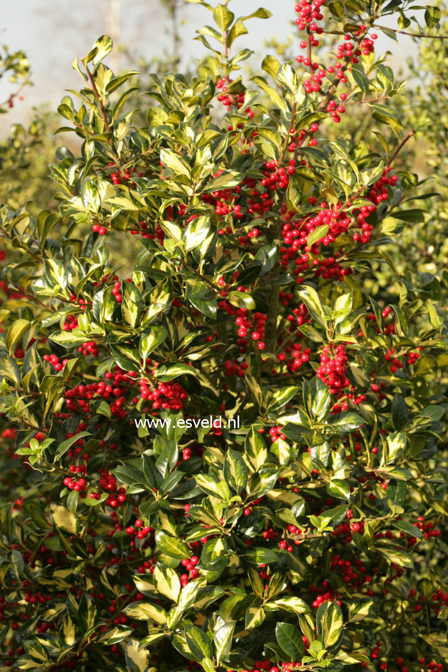 Ilex aquifolium 'Scotica Aureomaculata'
