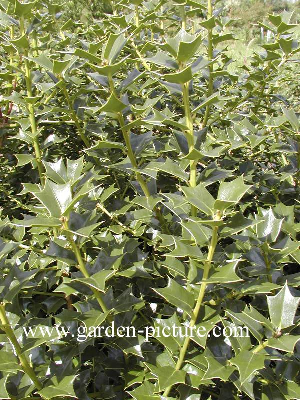 Ilex cornuta 'Hitchcock'
