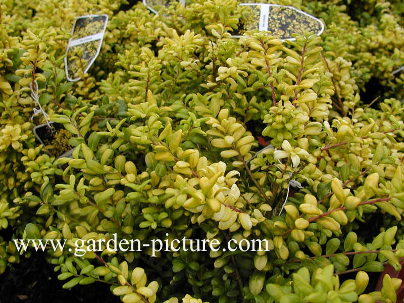 Ilex crenata 'Convexed Gold'