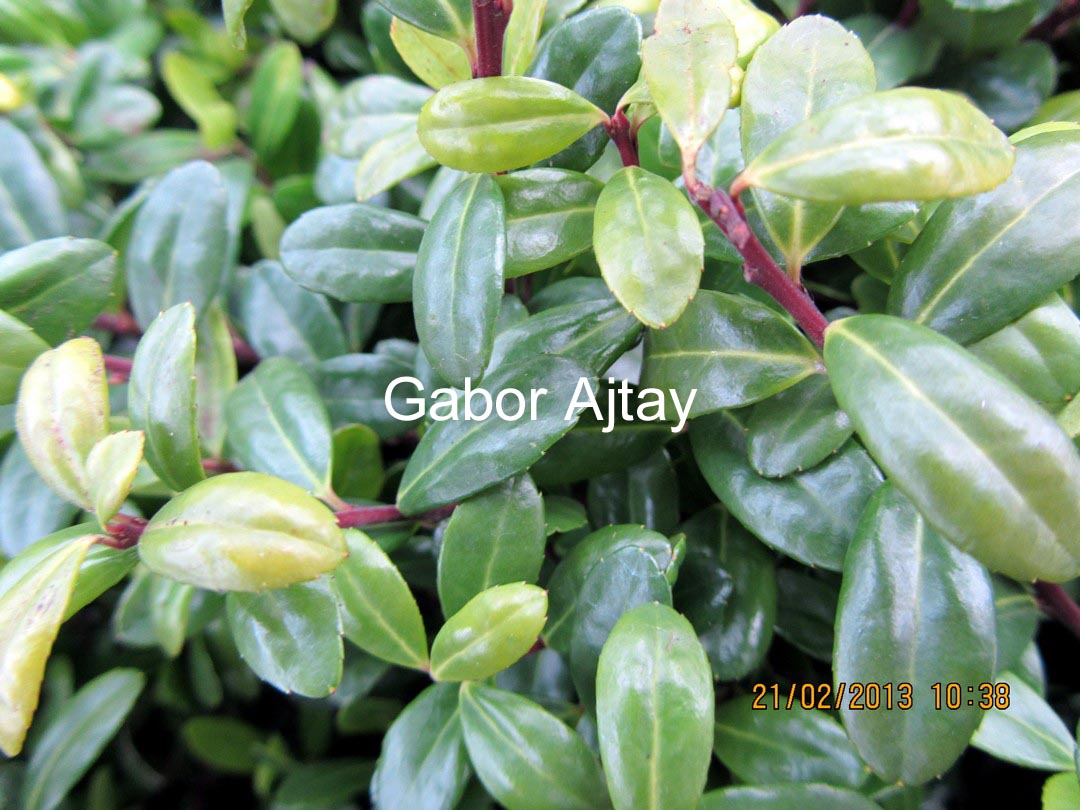 Ilex crenata 'Icoprins11' (DARK GREEN)