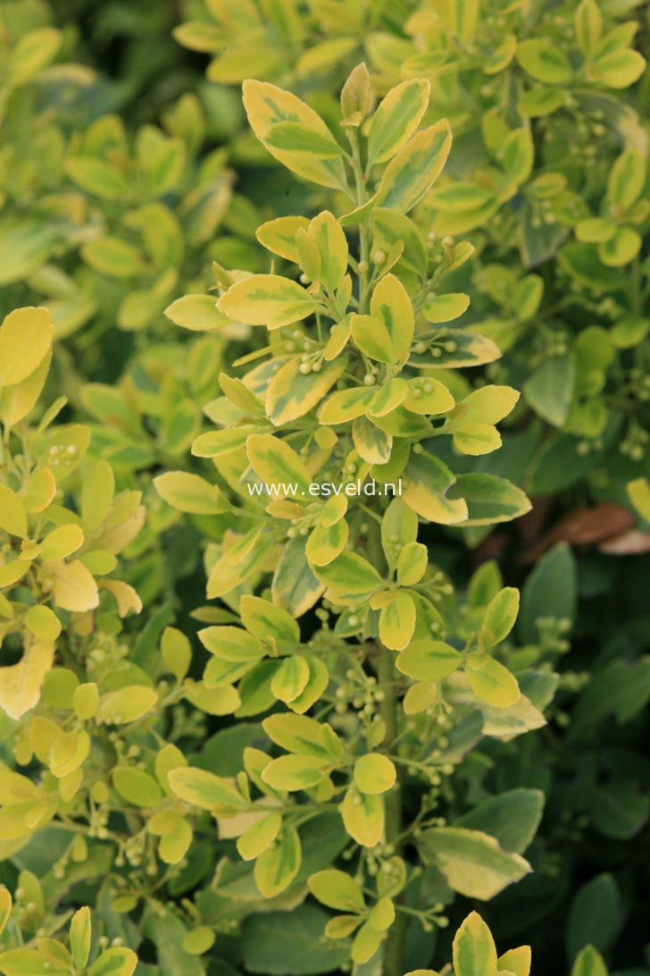 Ilex crenata 'McCracken's Variegated'