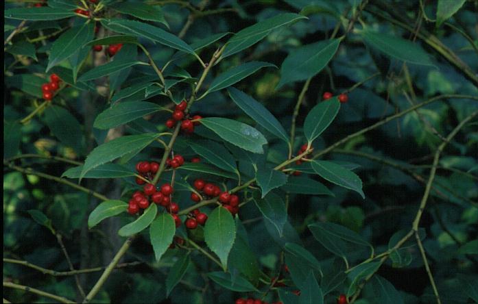 Ilex fargesii