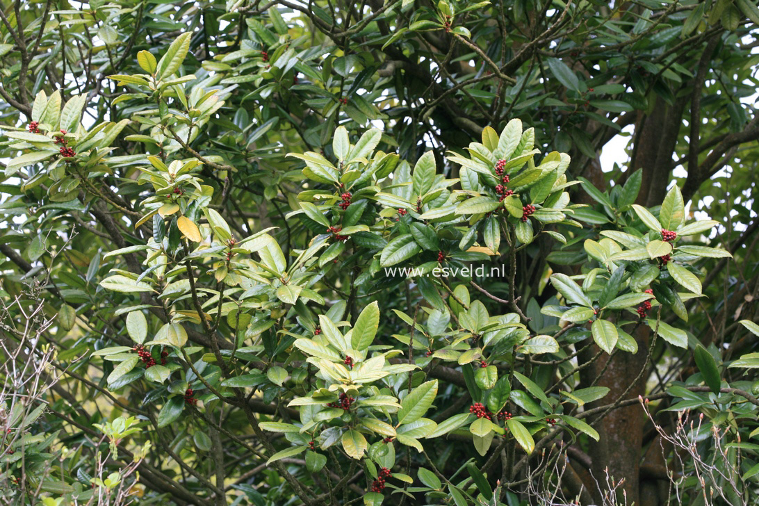 Ilex latifolia