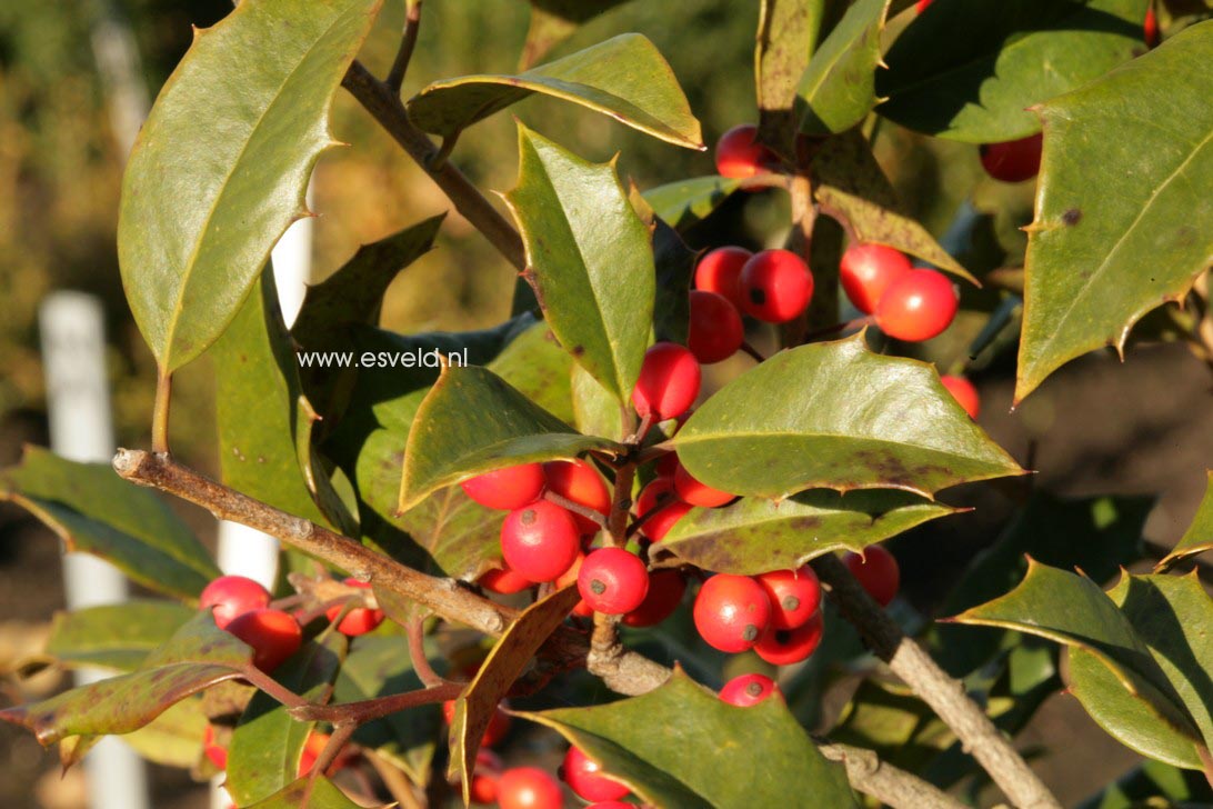 Ilex opaca 'Arden'