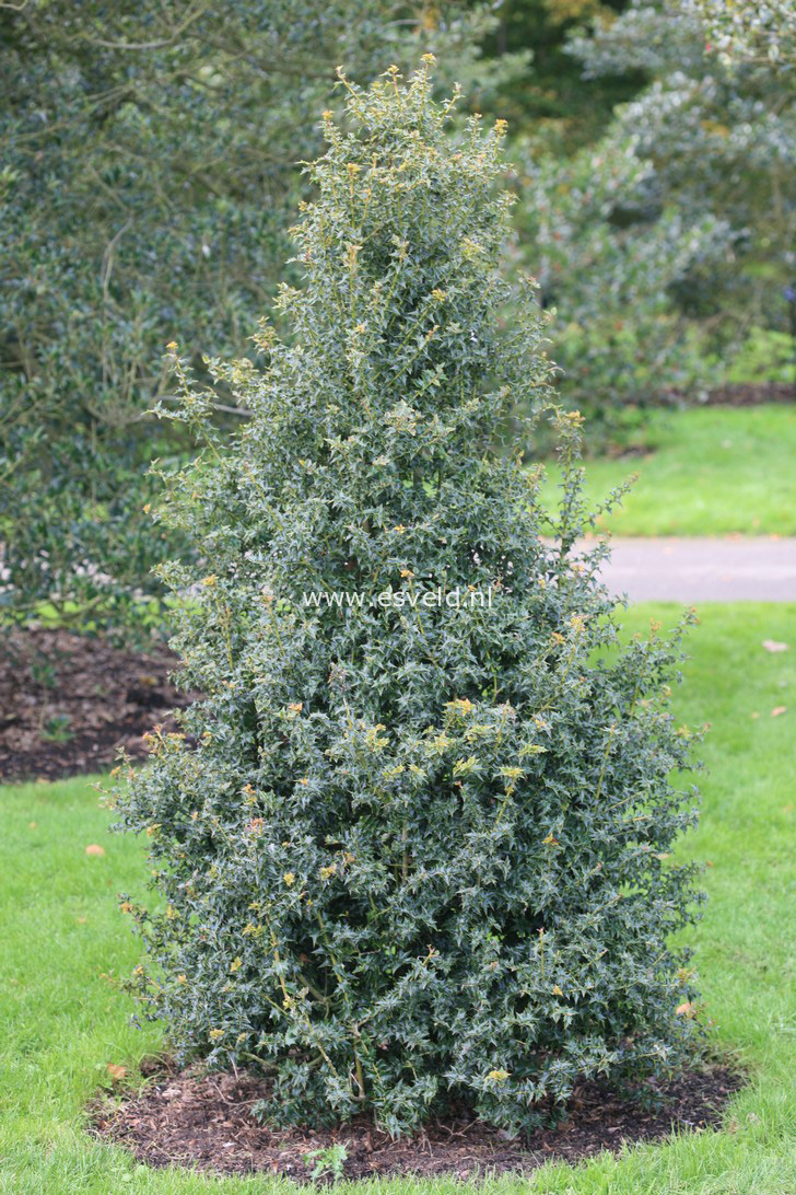 Ilex pernyi