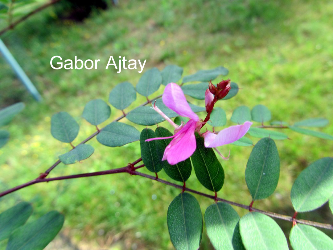 Indigofera himalayensis 'Silk Road'