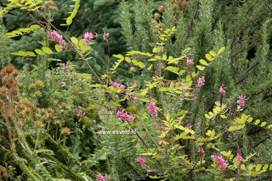 Indigofera potaninii