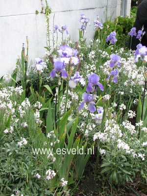 Iris germanica