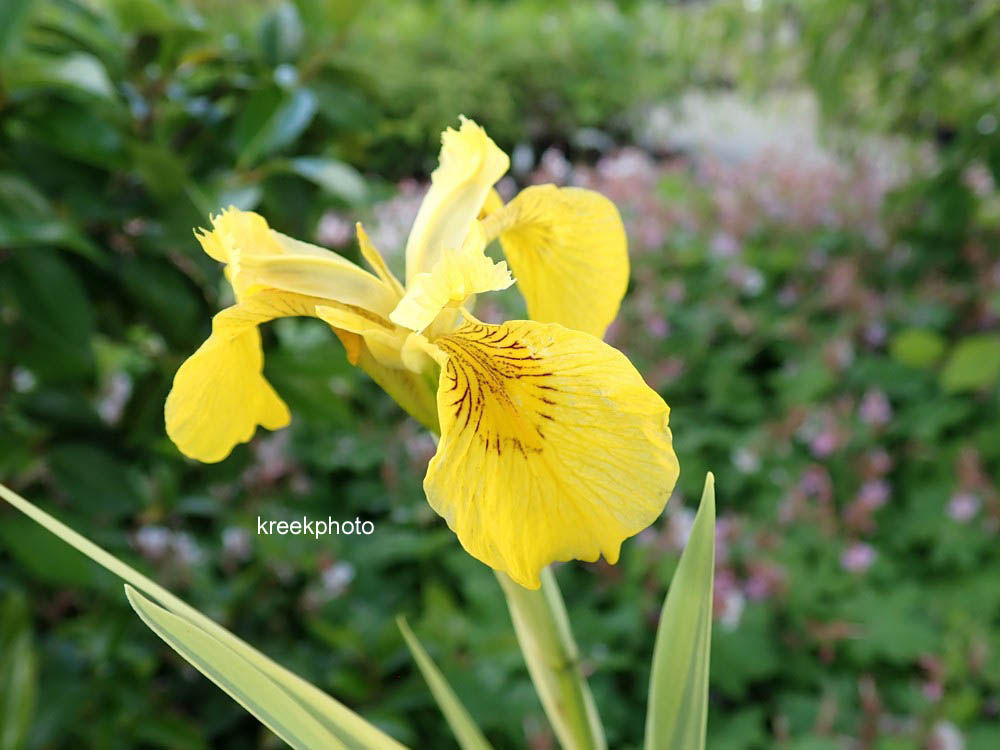 Iris pseudacorus 'Variegata'