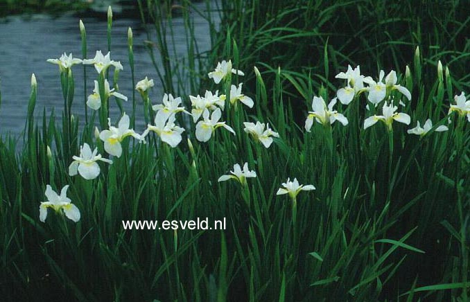 Iris sanguinea 'Snow Queen'