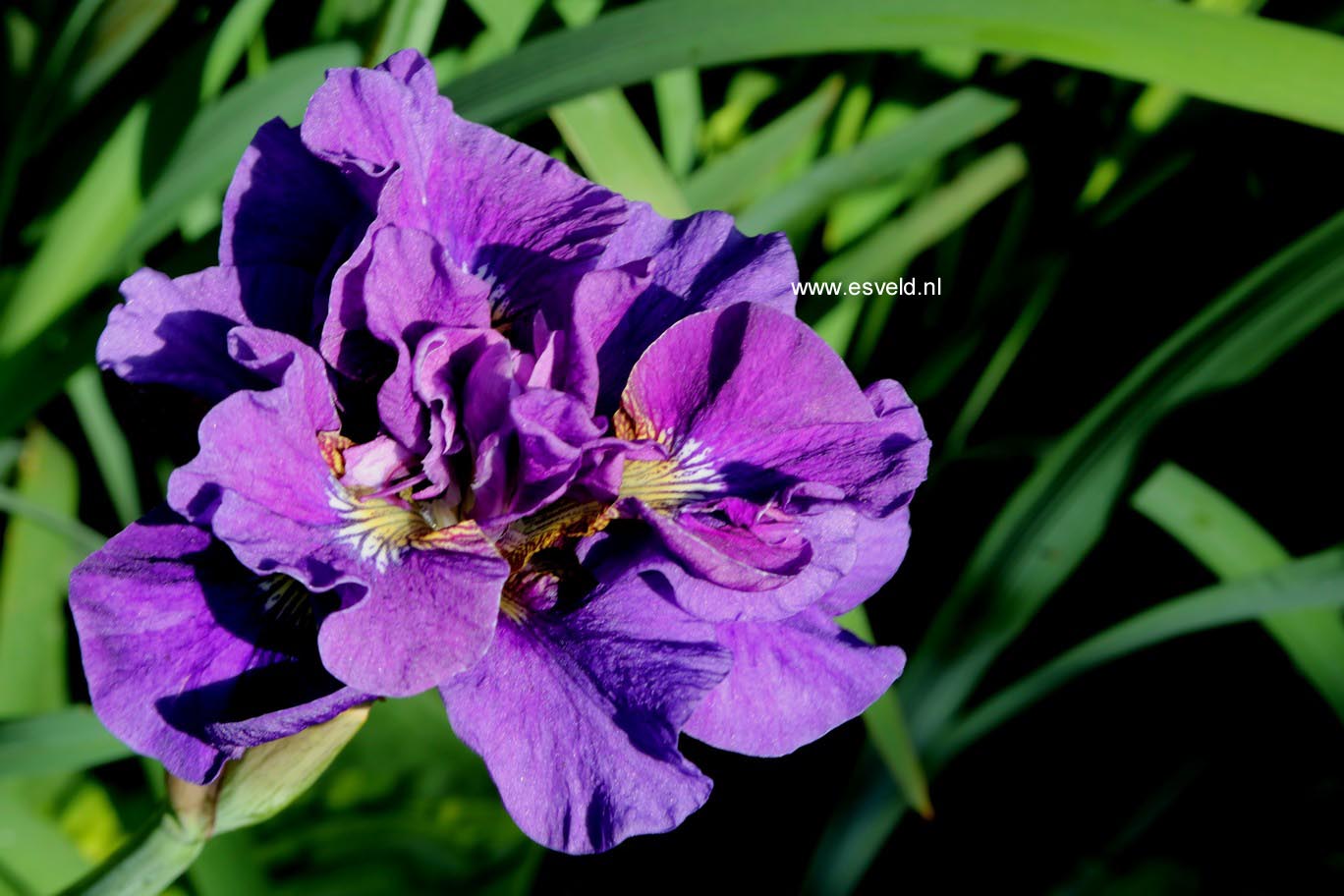 Iris sibirica 'Kaboom'