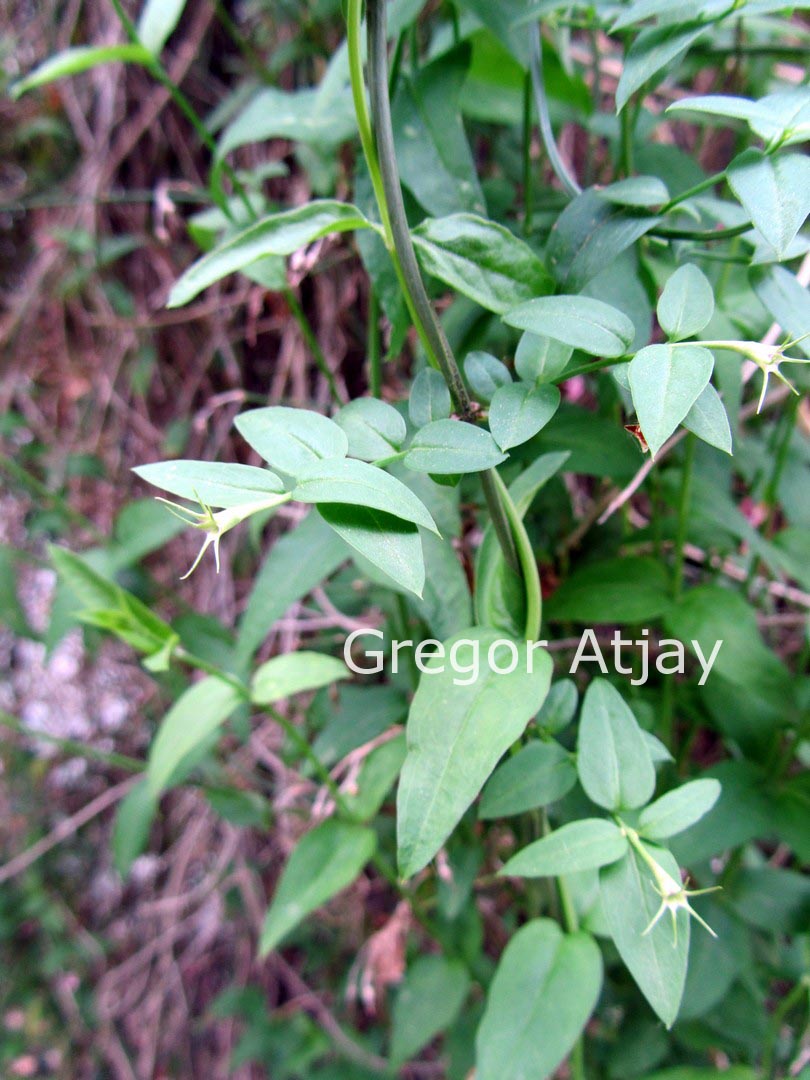 Jasminum beesianum