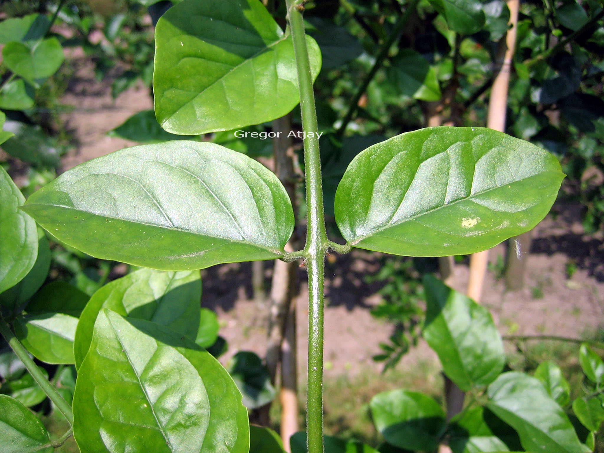 Jasminum sambac