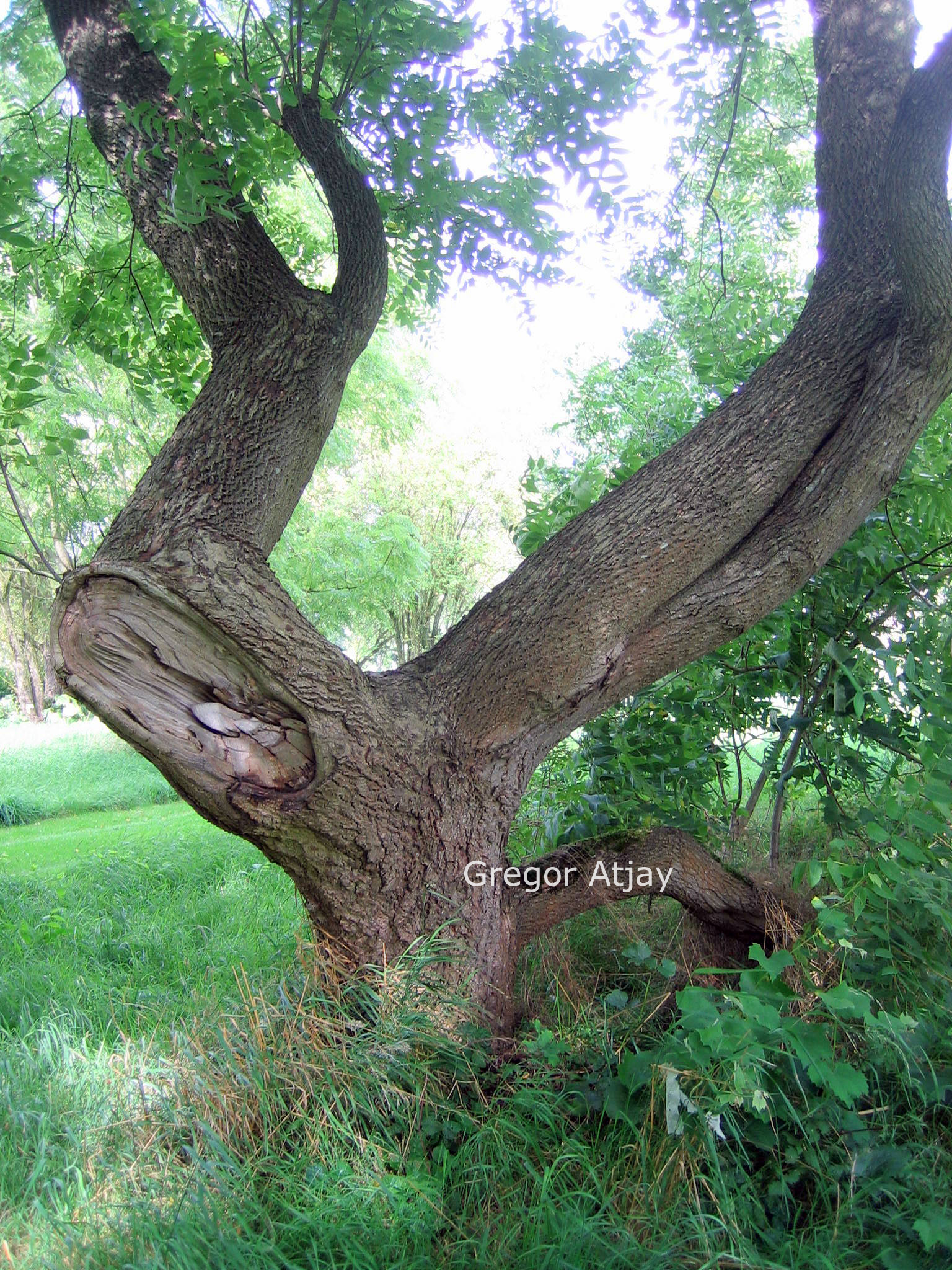 Juglans nigra 'Thomas'