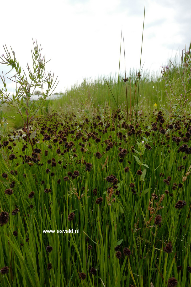 Juncus ensifolius