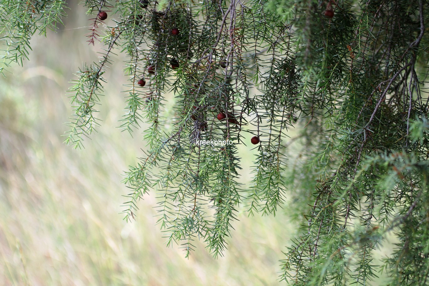 Juniperus oxycedrus