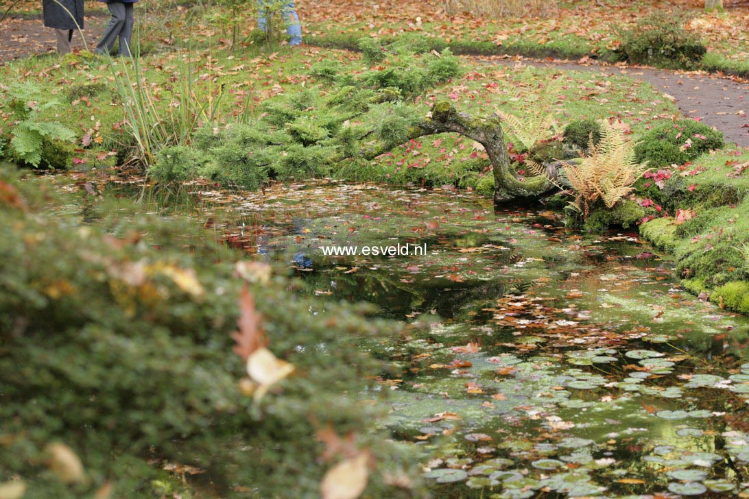 Juniperus pfitzeriana