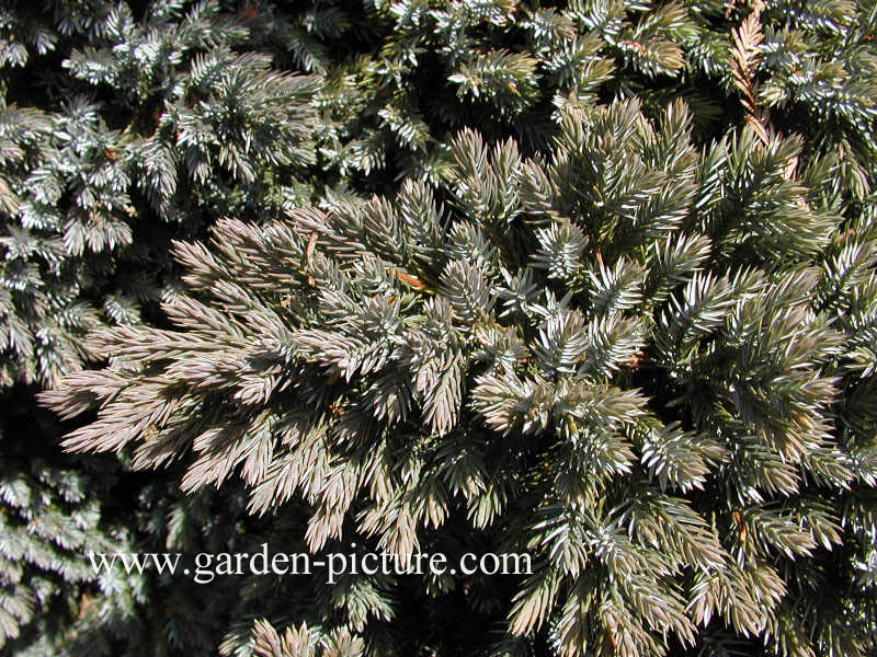 Juniperus squamata 'Blue Star'
