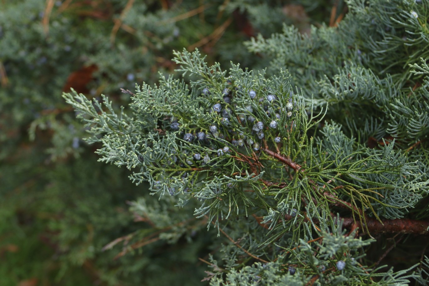 Juniperus virginiana 'Grey Owl'