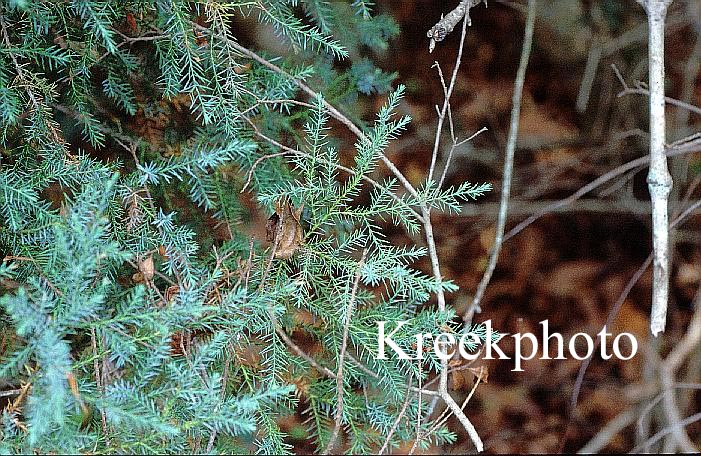 Juniperus virginiana