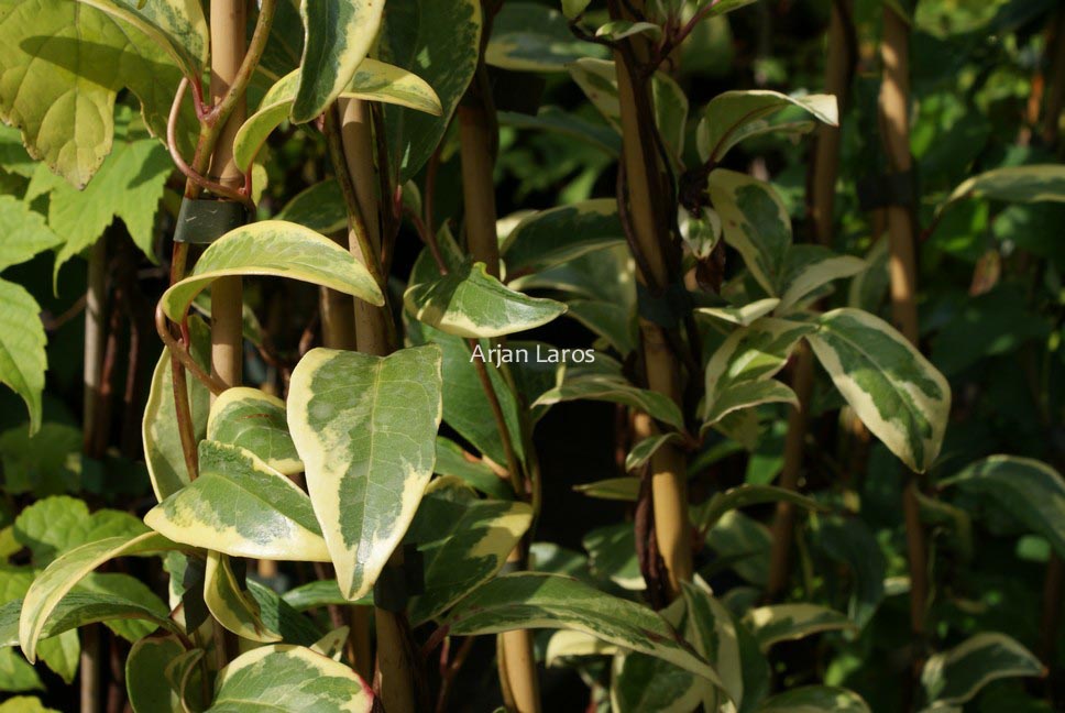 Kadsura japonica 'Fukurin'