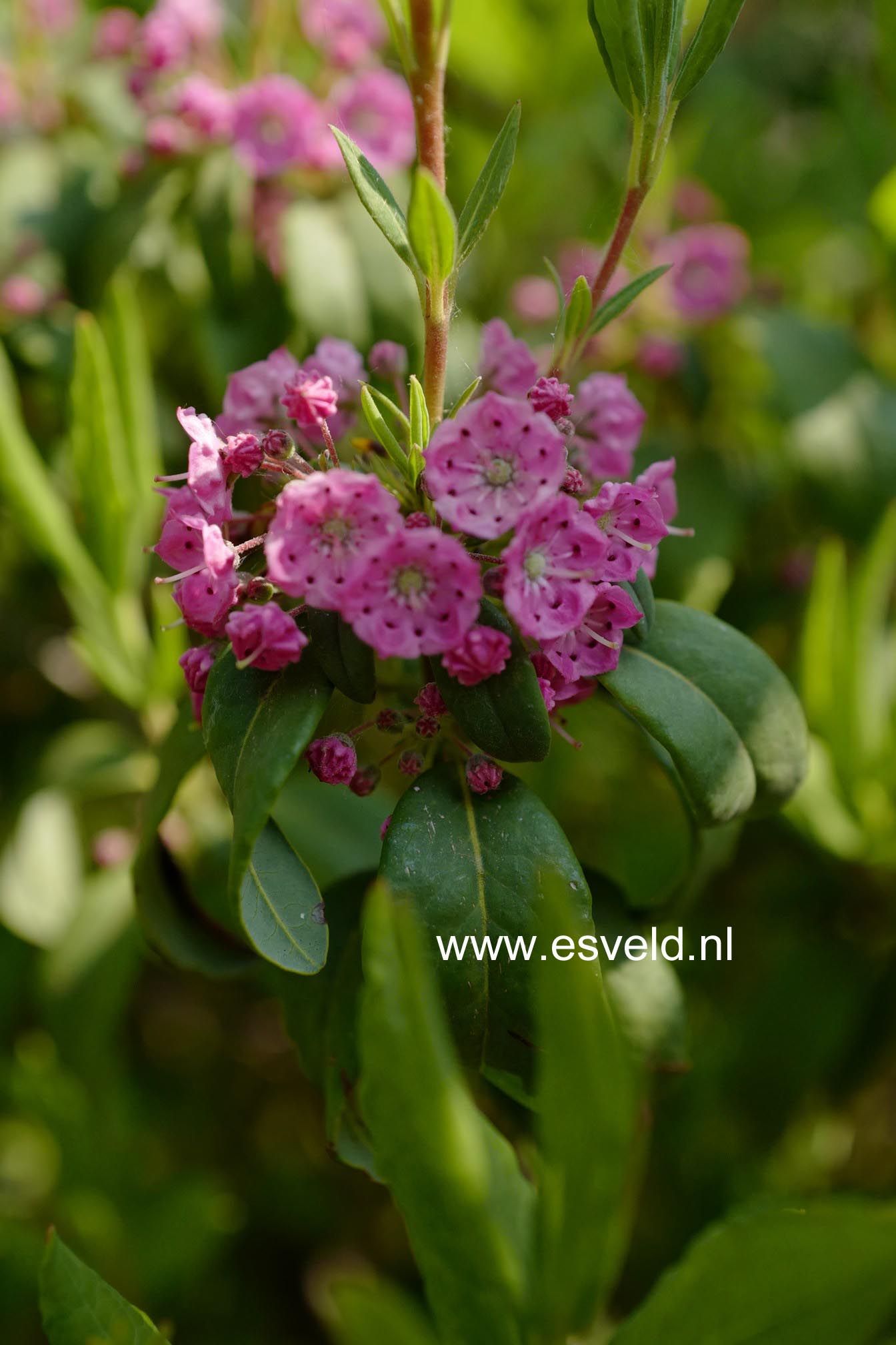 Kalmia angustifolia 'Compacta'