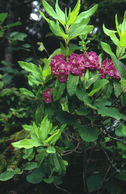 Kalmia angustifolia