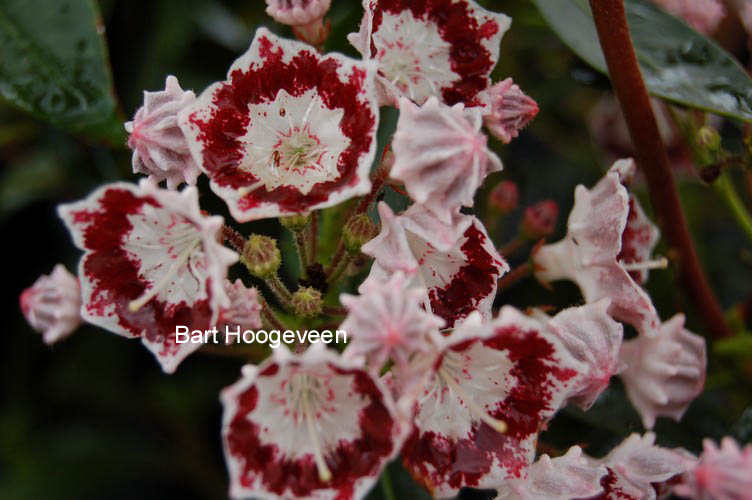 Kalmia latifolia 'Carousel'