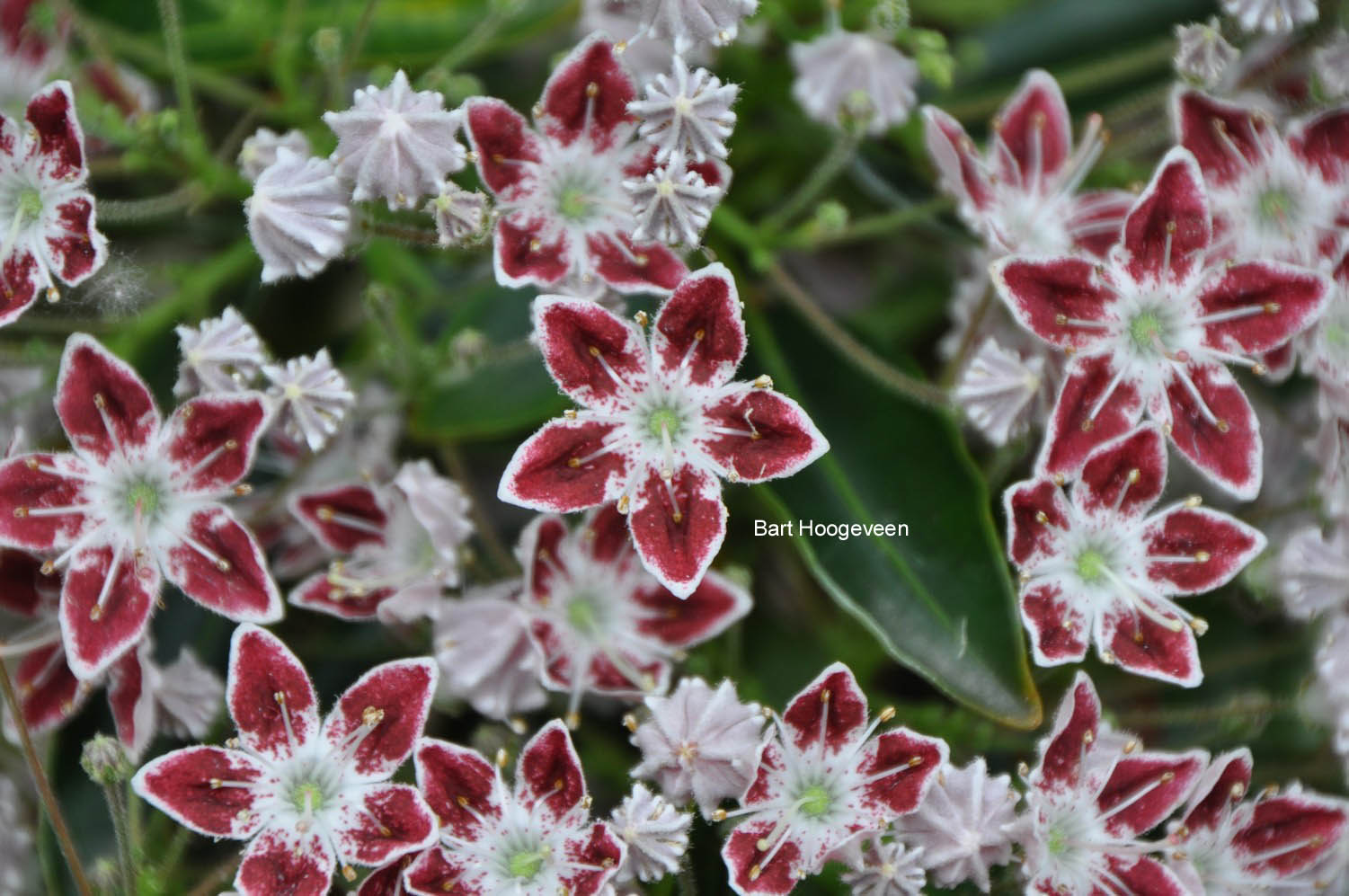 Kalmia latifolia 'Galaxy'