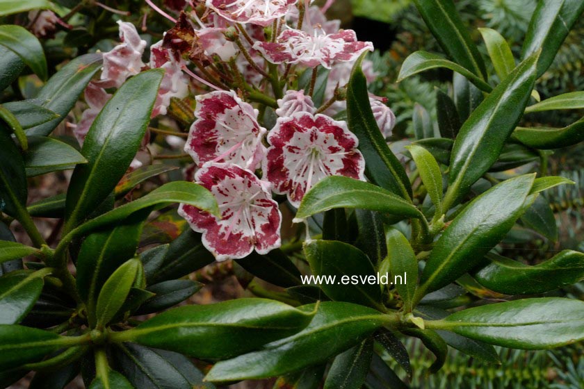 Kalmia latifolia 'Minuet'