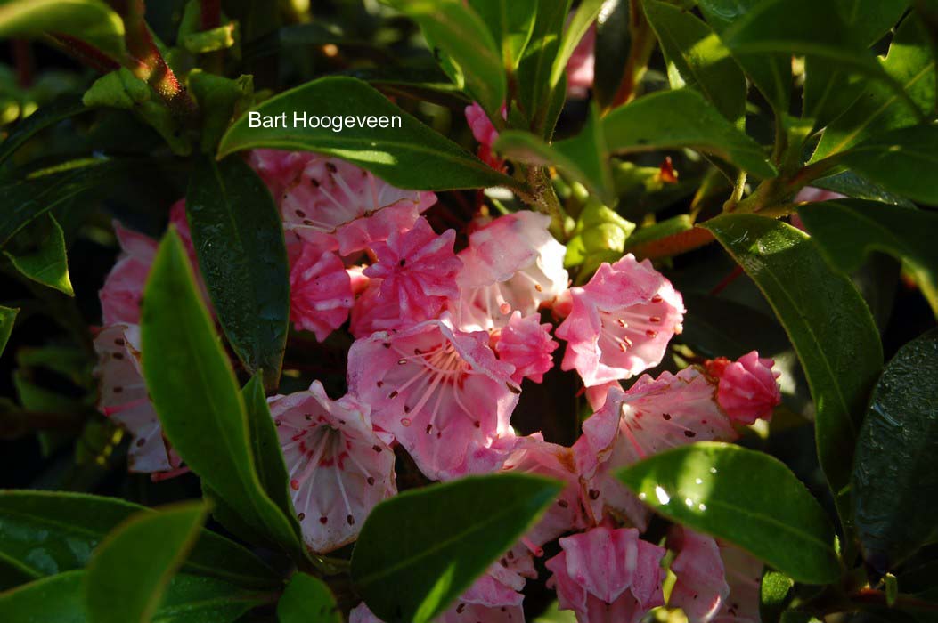 Kalmia latifolia 'Myrtifolia'