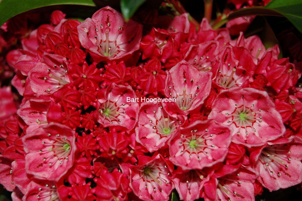 Kalmia latifolia 'Nancy'