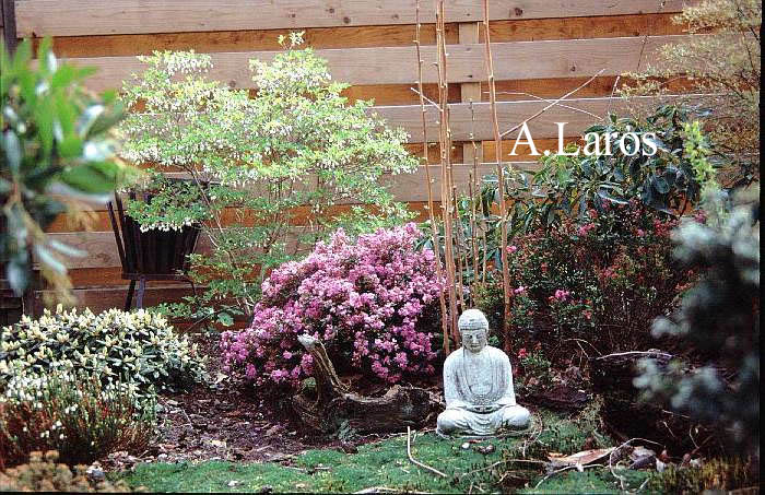 Kalmiopsis leachiana